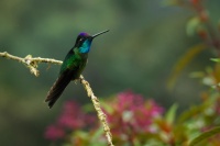 Kolibrik - Eugenes spectabilis - Talamanca Hummingbird 6043